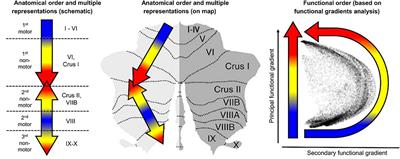 Mental Visualization in the Cerebellum: Rapid Non-motor Learning at Sub-Lobular and Causal Network Levels